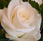 la rose